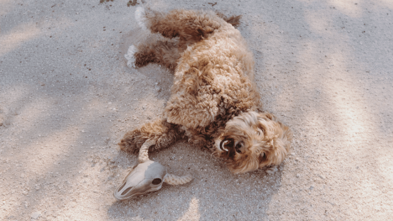 Mojave Dog Lil' Bully Dog Toy