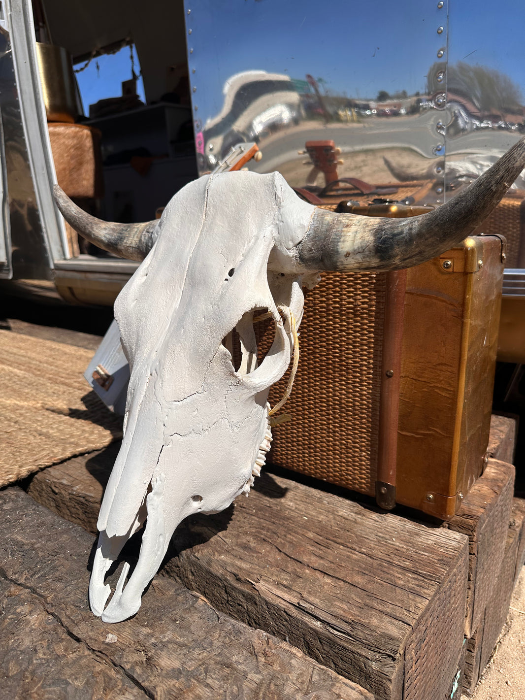 Roaming Travelers Home Decor Authentic Bullhead | Cow Skull