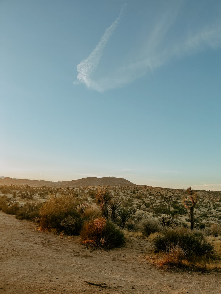 A Hot Desert Summer