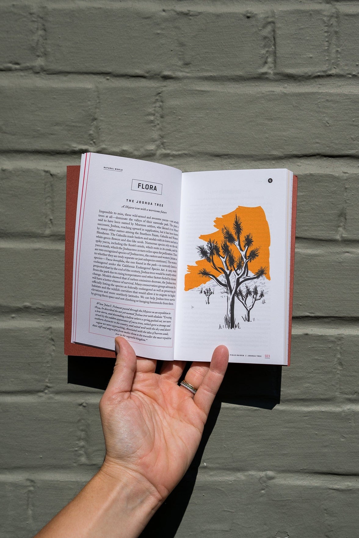 Faire Wholesale Books Wildsam Field Guide: Joshua Tree National Park