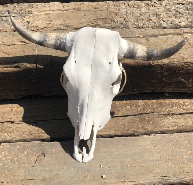 Roaming Travelers Home Decor Authentic Bullhead | Cow Skull