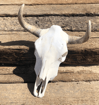 Roaming Travelers Home Decor Authentic Bullhead | Cow Skull