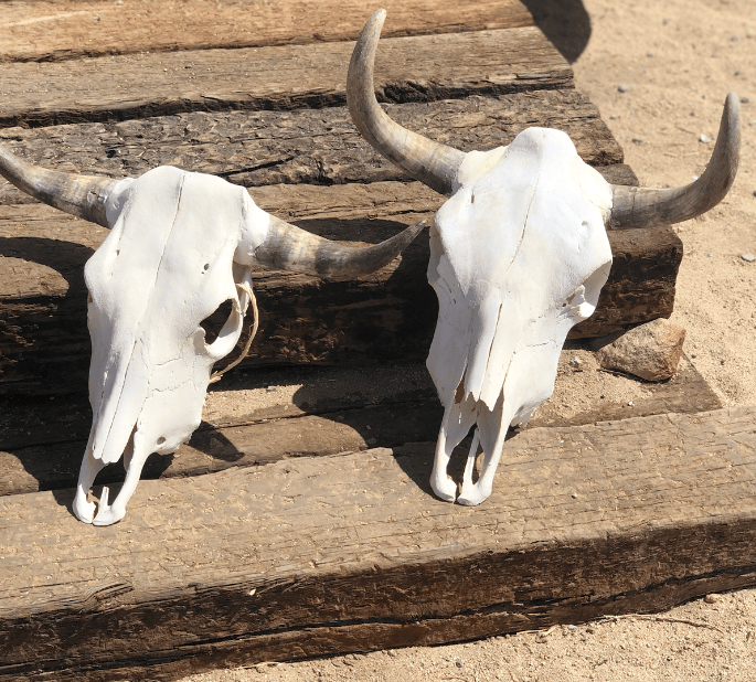 Roaming Travelers Home Decor Authentic Bullhead | Cow Skull