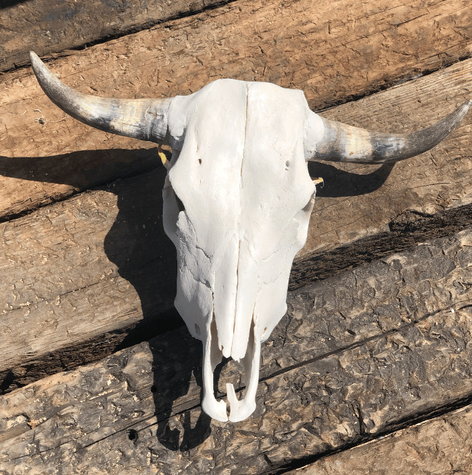 Roaming Travelers Home Decor Authentic Bullhead | Cow Skull