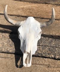 Roaming Travelers Home Decor Authentic Bullhead | Cow Skull