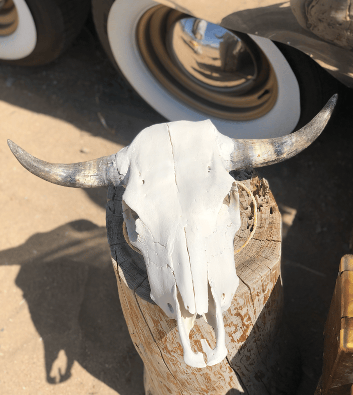 Roaming Travelers Home Decor Authentic Bullhead | Cow Skull