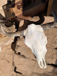 Roaming Travelers Home Decor Authentic Bullhead | Cow Skull